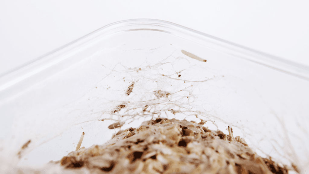 larve de mites