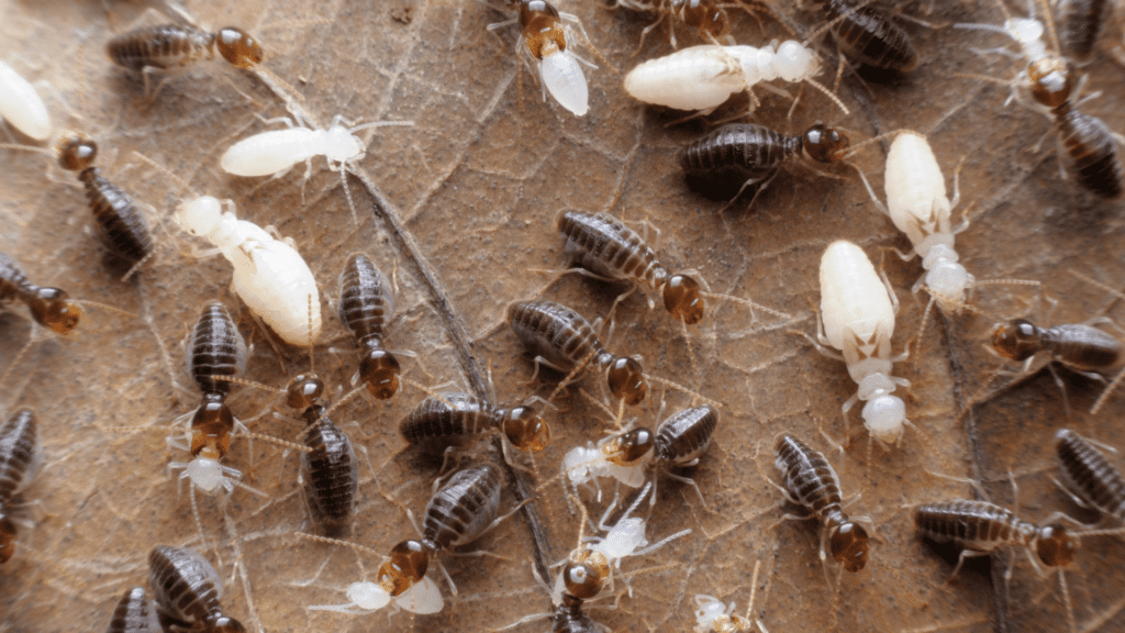 larve de termite