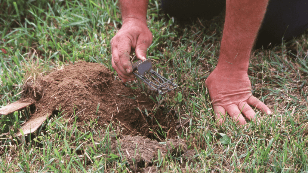 traitement contre les termites par piège