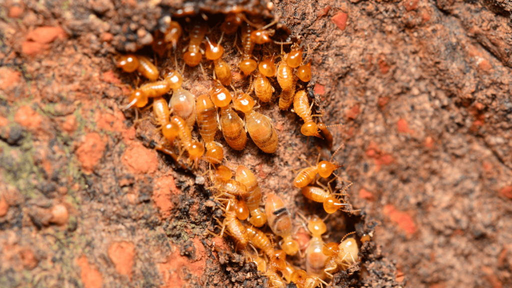 traitement termites du bois