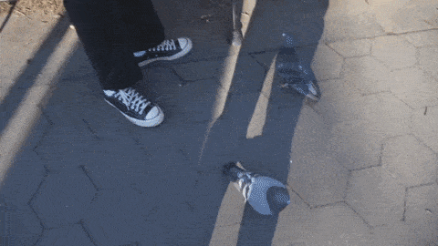 Le comportement des pigeons est parfois imprévisible !