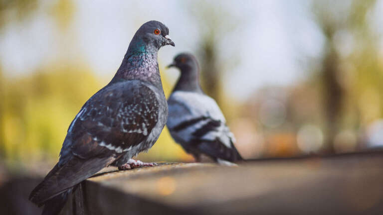 pigeon 5