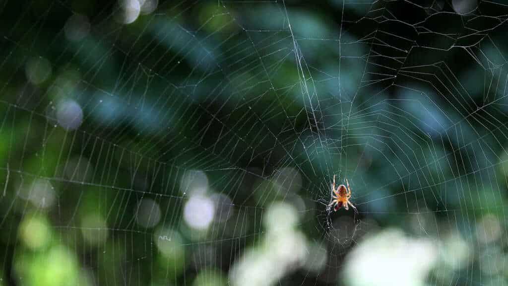 Se débarrasser des araignées - Spécialiste désinsectisation et produits