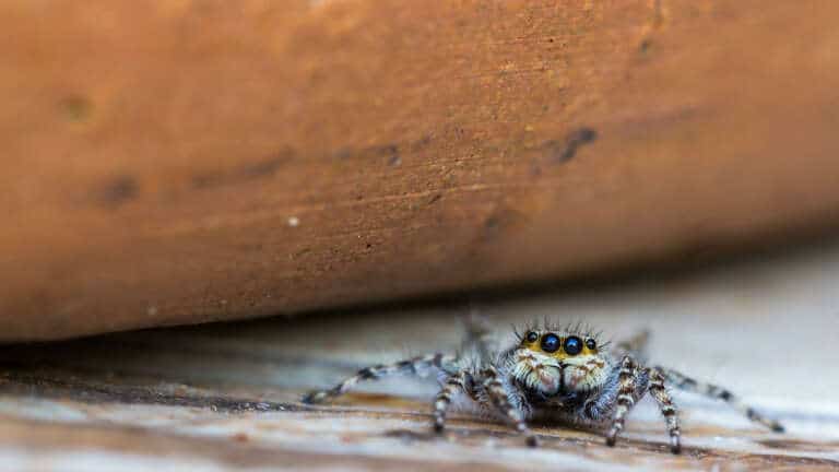 Anti araignées éloigne et repousse les araîgnées