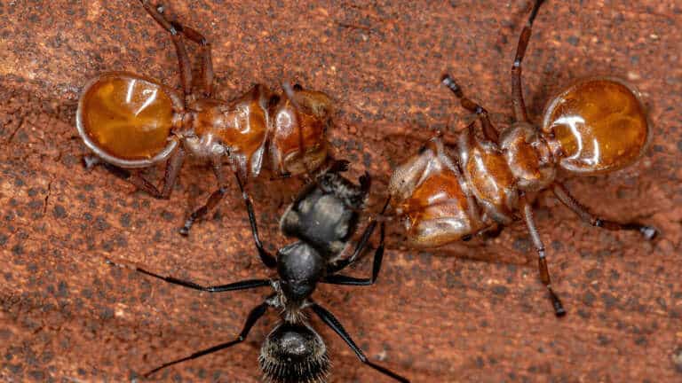 desinsectisation fourmis charpentières