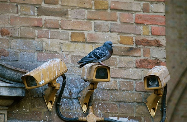 problème de pigeons à paris