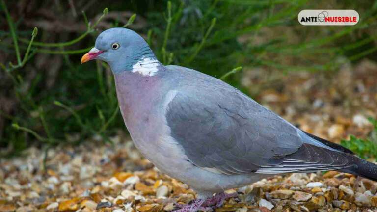 pigeon paris