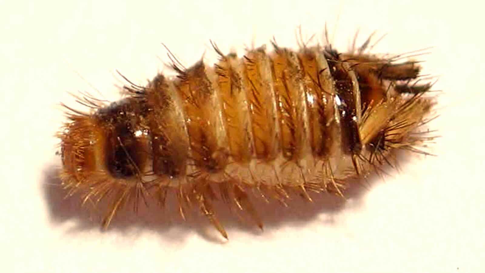 larve d'anthrène de tapis