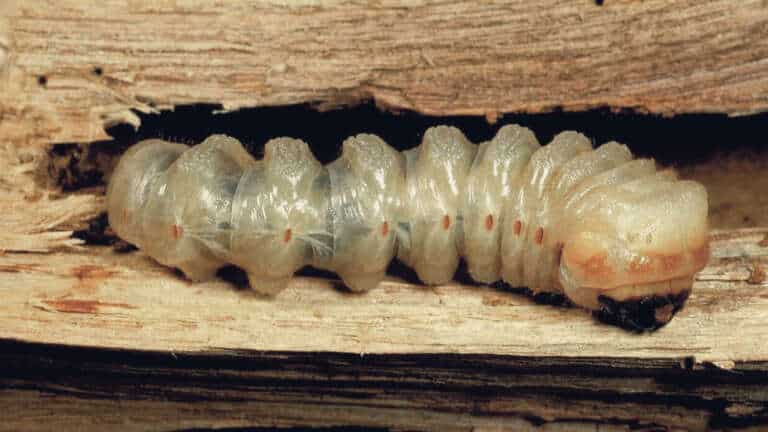 larve xylophage