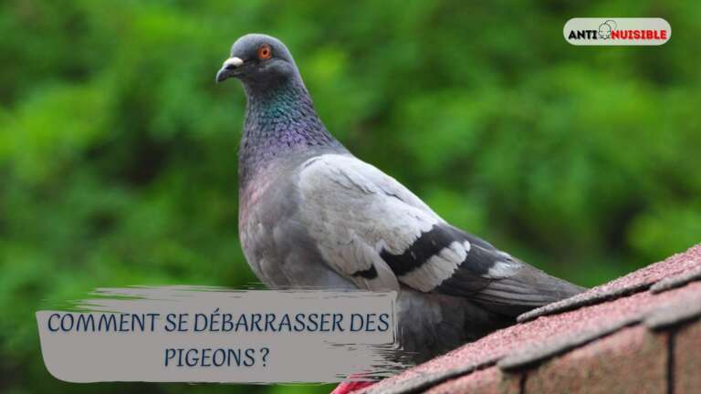 pigeon paris