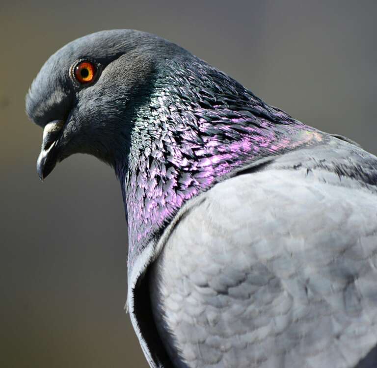 Photo macro d'un pigeon