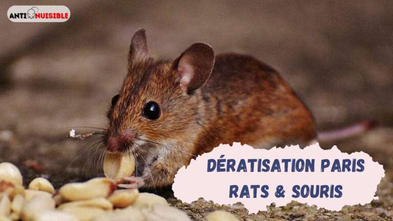 Dératisation à Paris - Gestion des souris