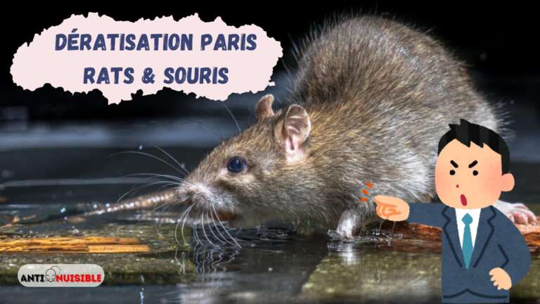 Dératisation à Paris - Intervention contre les rats