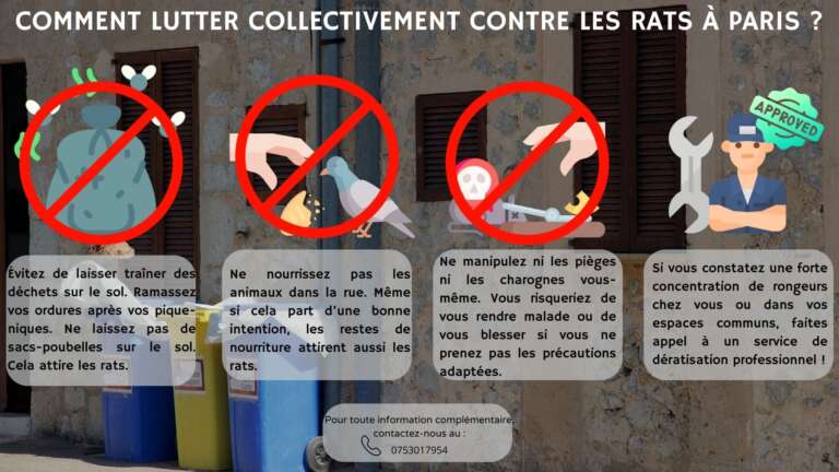 Comment lutter collectivement contre les rats à Paris ?