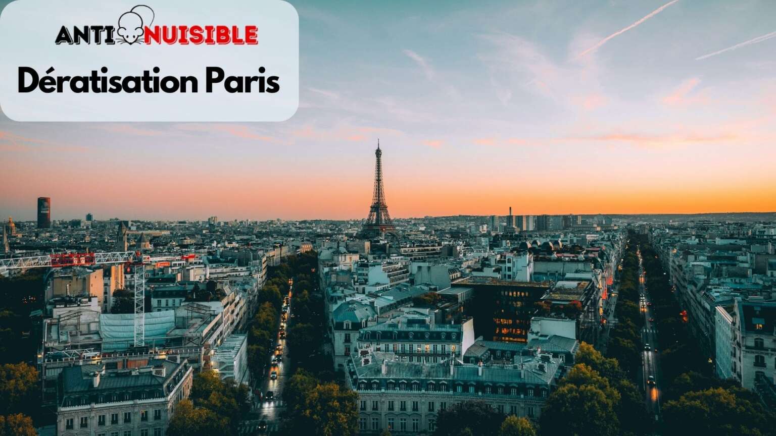 Dératisation sur Paris et sa banlieue Intervention Anti Nuisible