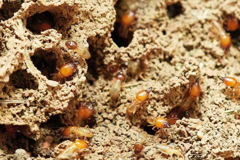 Photo de termites dans la nature
