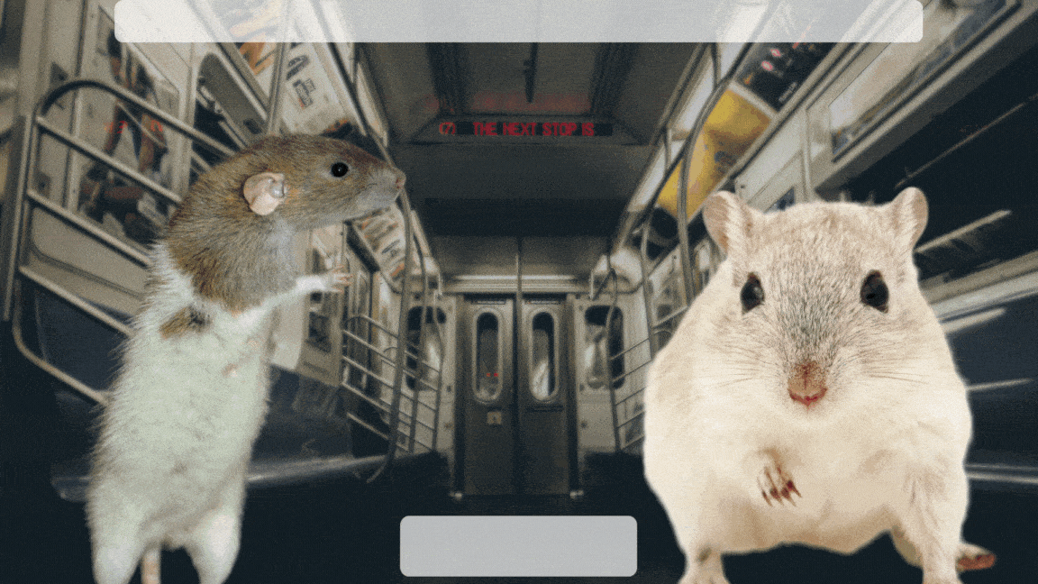 Rats ou Souris : Comment les reconnaitre ?