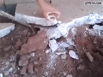 Infestation de rats sous une plaque de ciment
