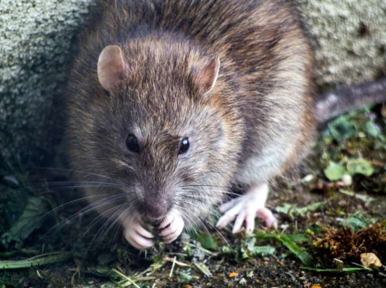 Photo rapprochée d'un rat dans un jardin