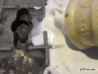 Rat grignotant des restes de sorbet