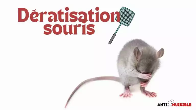 Rat-avec-pattes-sur-tete