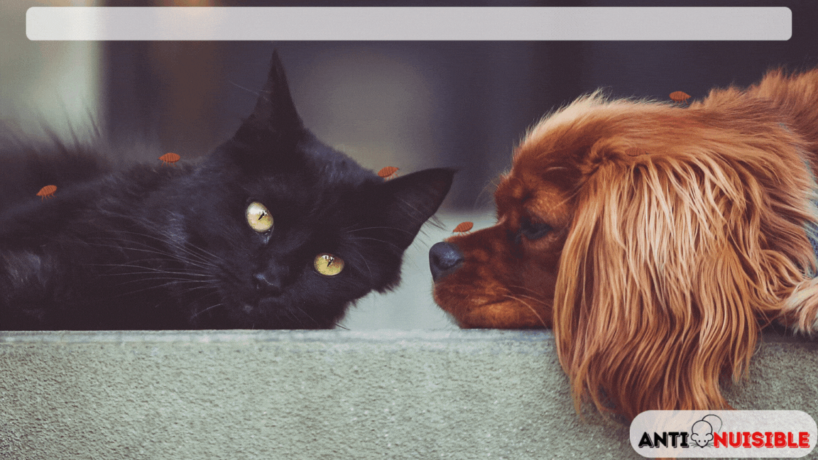 Punaises de lit sur un chien et un chat