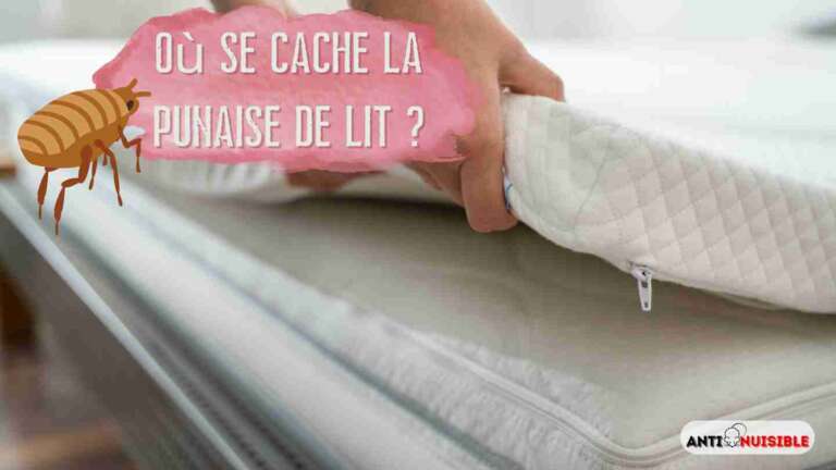 Punaises de lit cachette