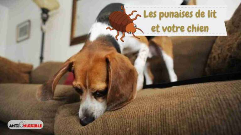 Punaise de lit vs Chien