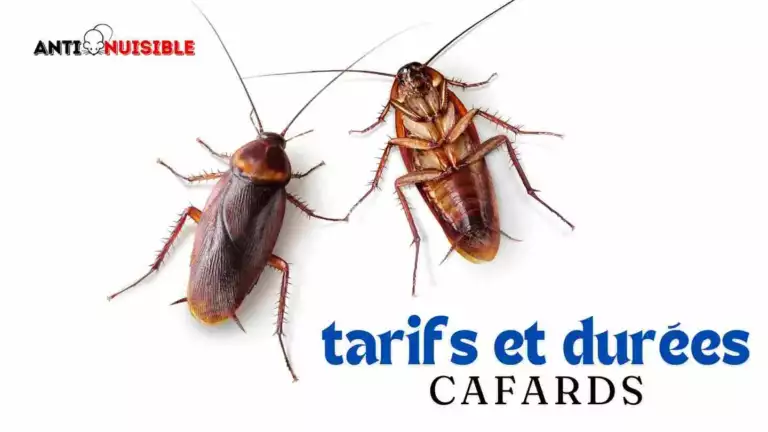 Prix désinsectisation cafards - Tarifs et durées