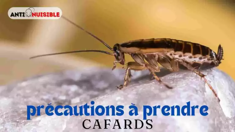 Prix désinsectisation cafards - Précautions