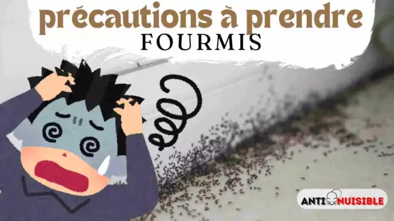 Prix désinsectisation fourmis - Fourmis