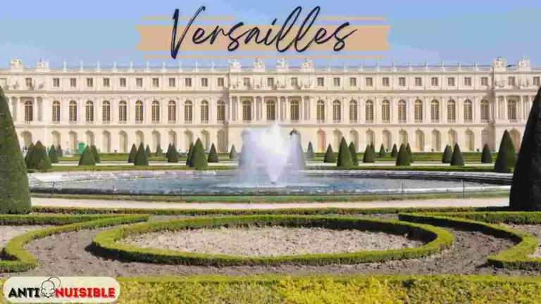 Punaises de lit Versailles