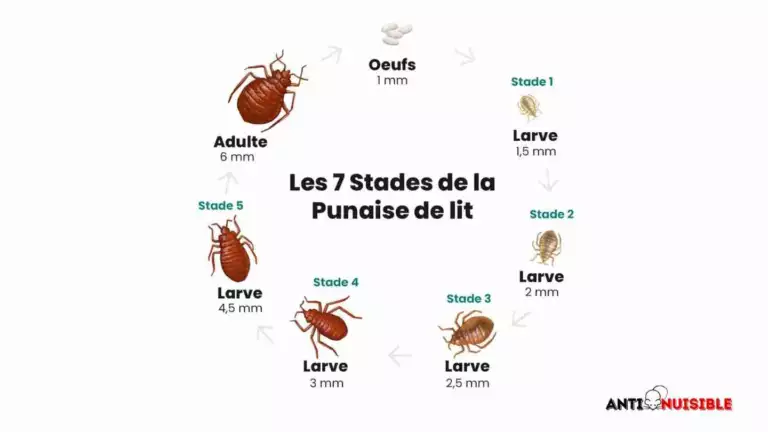 Larve punaise de lit schéma cycle de vie