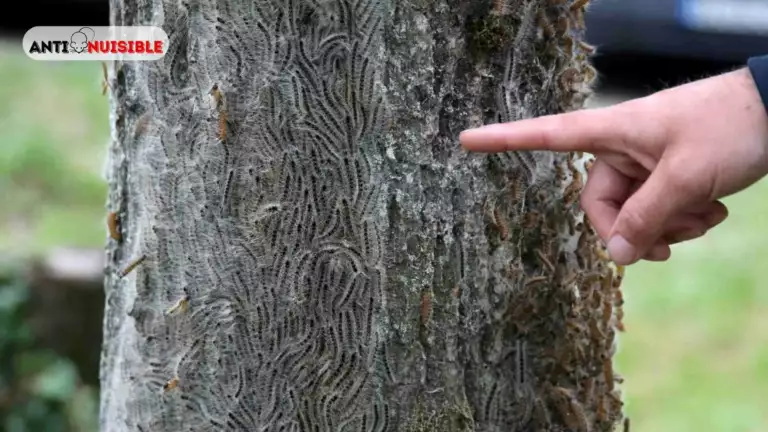 La chenilles processionnaire du pin