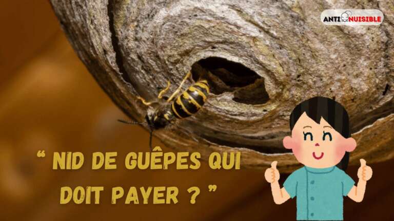 Nid de guêpes qui doit payer