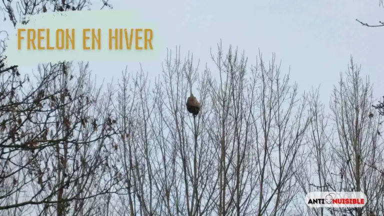 frelon en hiver dans un arbre