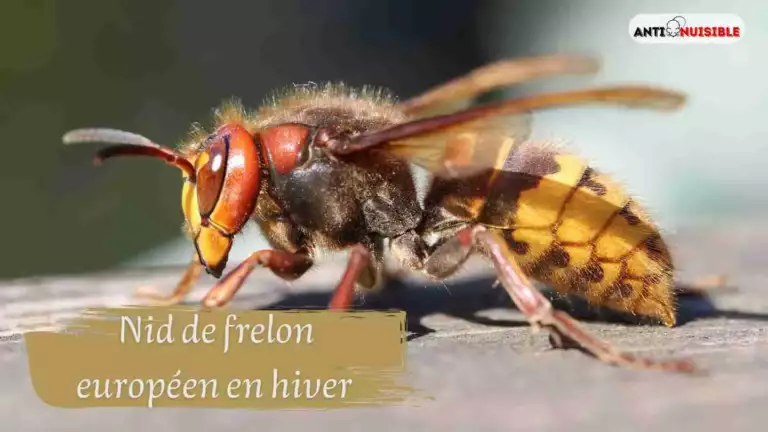 Nid de frelon européen en hiver