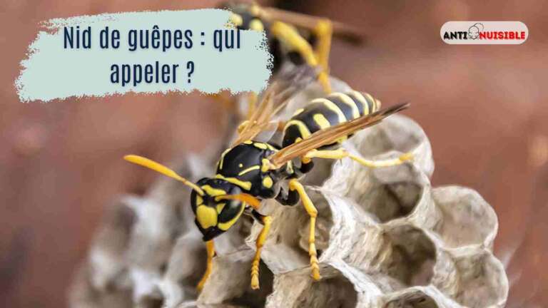 nid de guêpes qui appeler