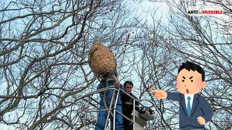 Traiter un nid de guêpes sur un arbre élevé