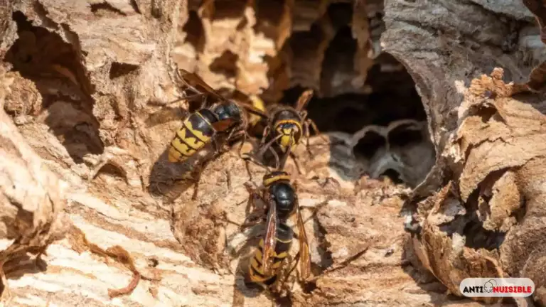 Nid de frelon de près