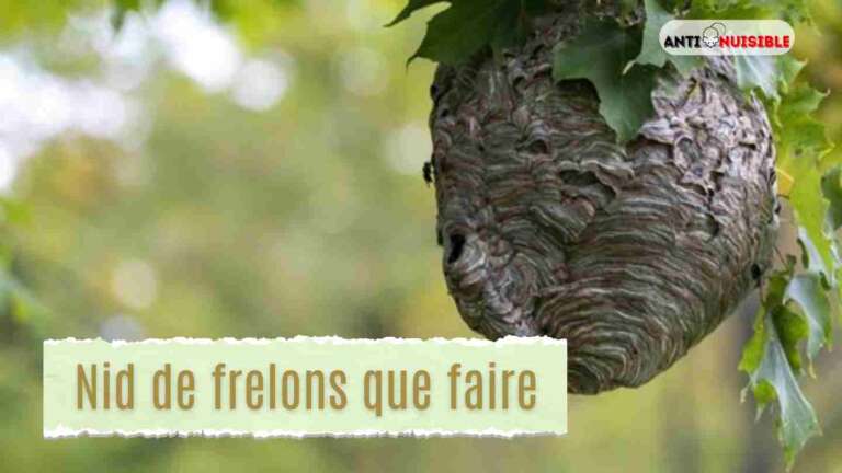 nid de frelons que faire