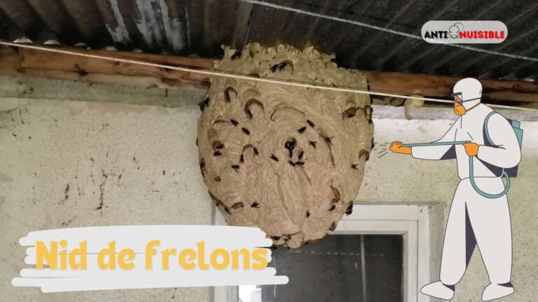 nid de frelons au plafond