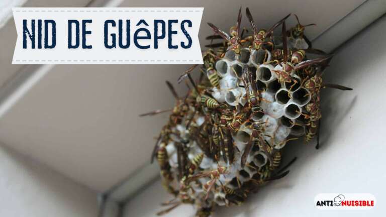 Nid de guêpes : que faire ?