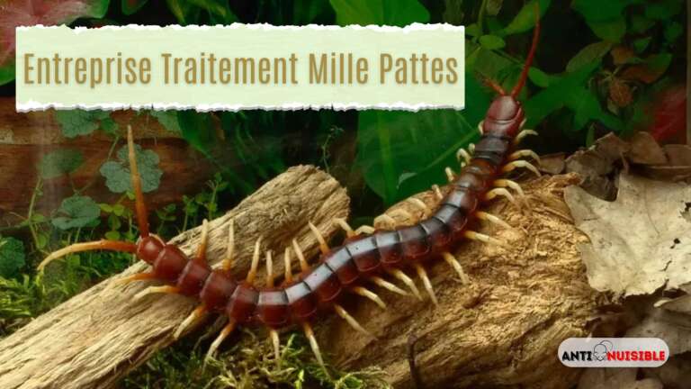 entreprise traitement mille pattes