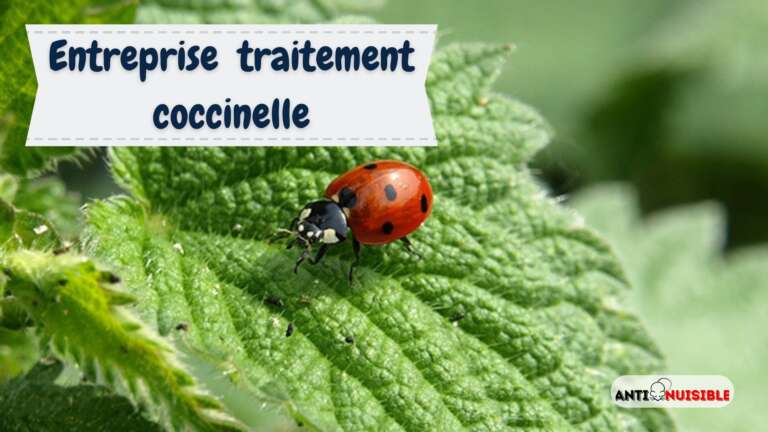 Entreprise traitement coccinelle