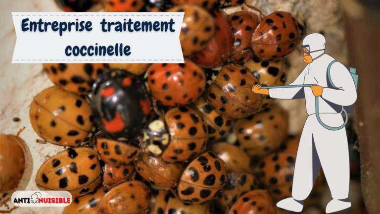 Nid de coccinelles