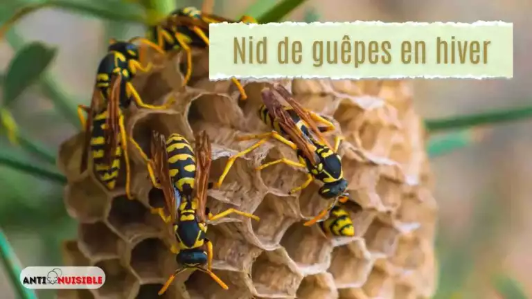 Nid de guêpes en hiver