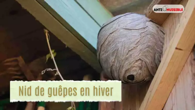 Un nid de guêpes polistes sous en bois