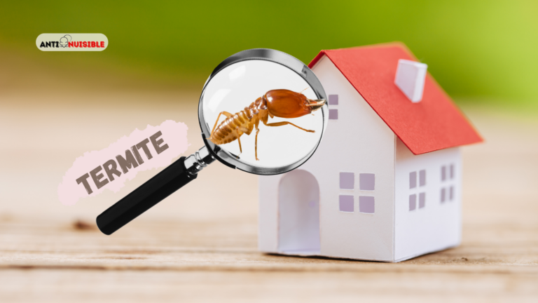 diagnostic termites vente maison