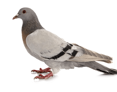 pigeon paris